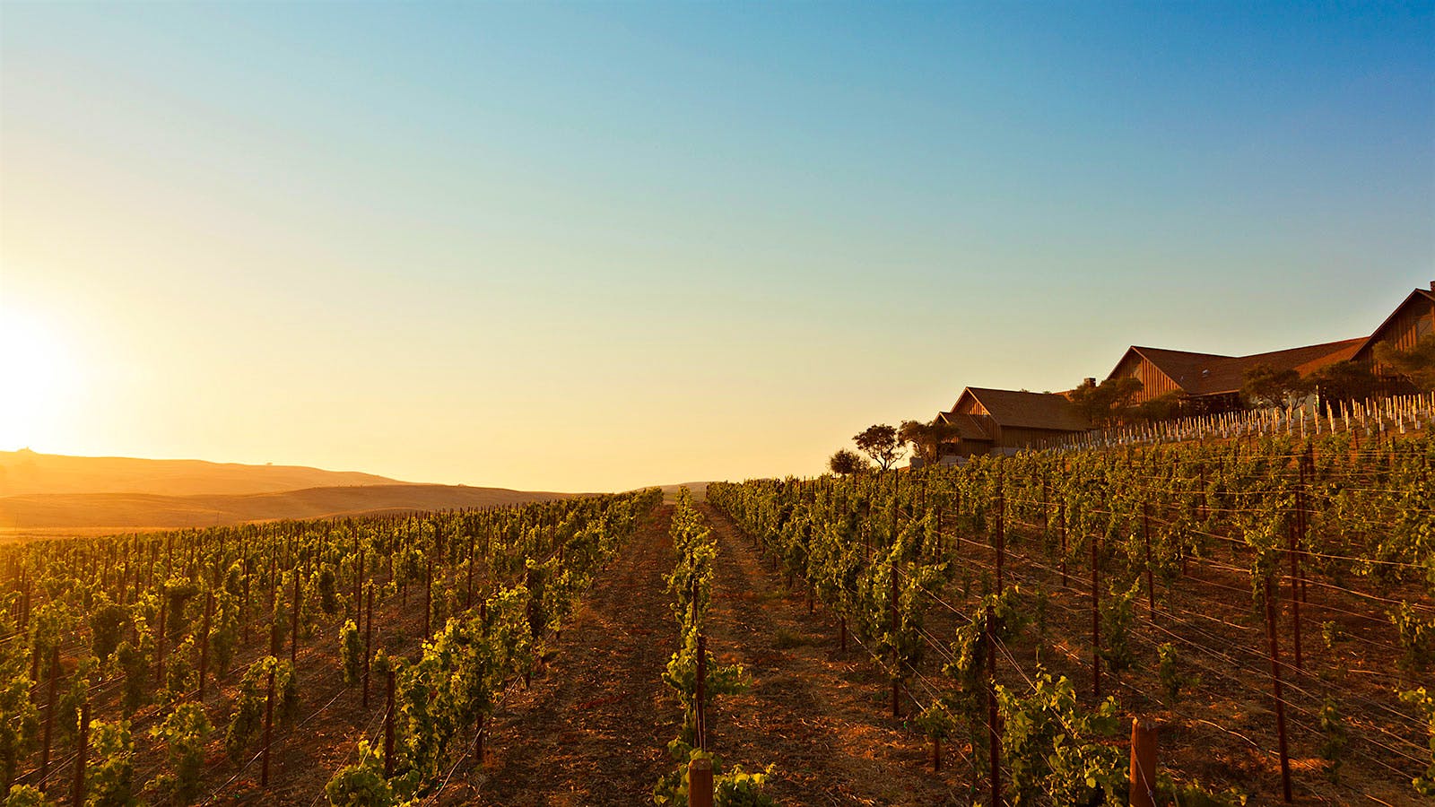10 Stunning Sonoma Pinot Noirs