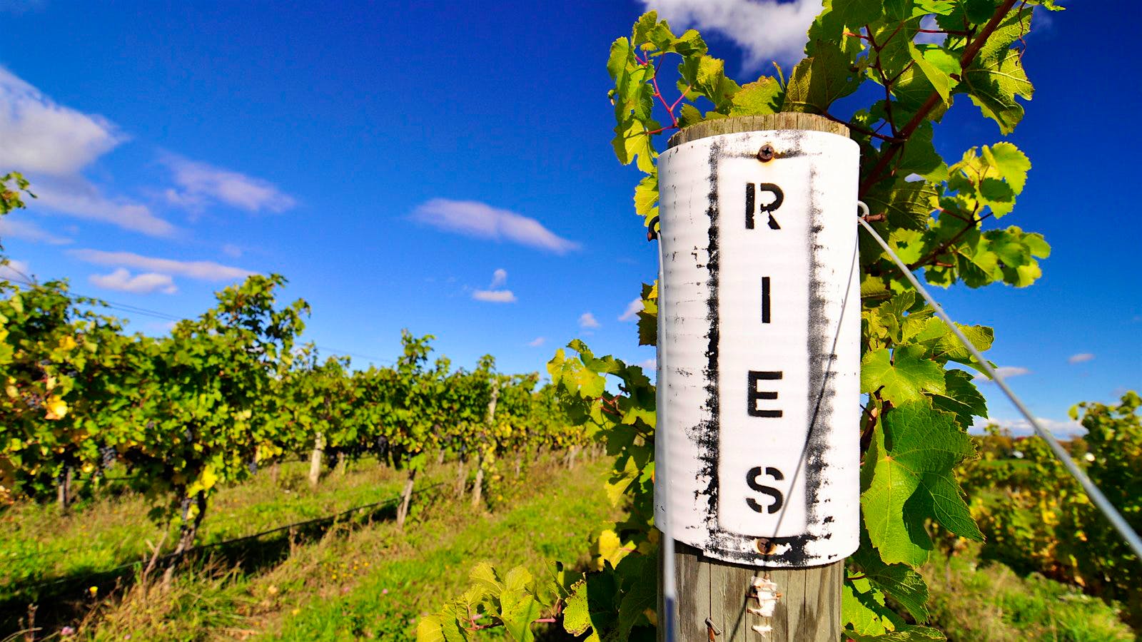 16 Tasty Wines from the Finger Lakes