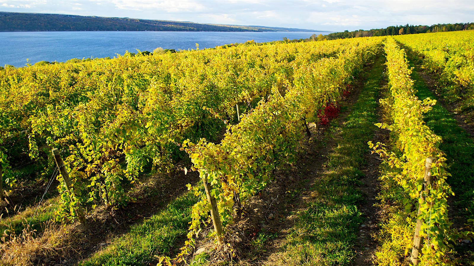 Back to New York's Finger Lakes Wine Country