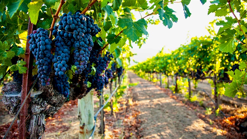 Napa Valley Fruit Versus Napa Valley Wine