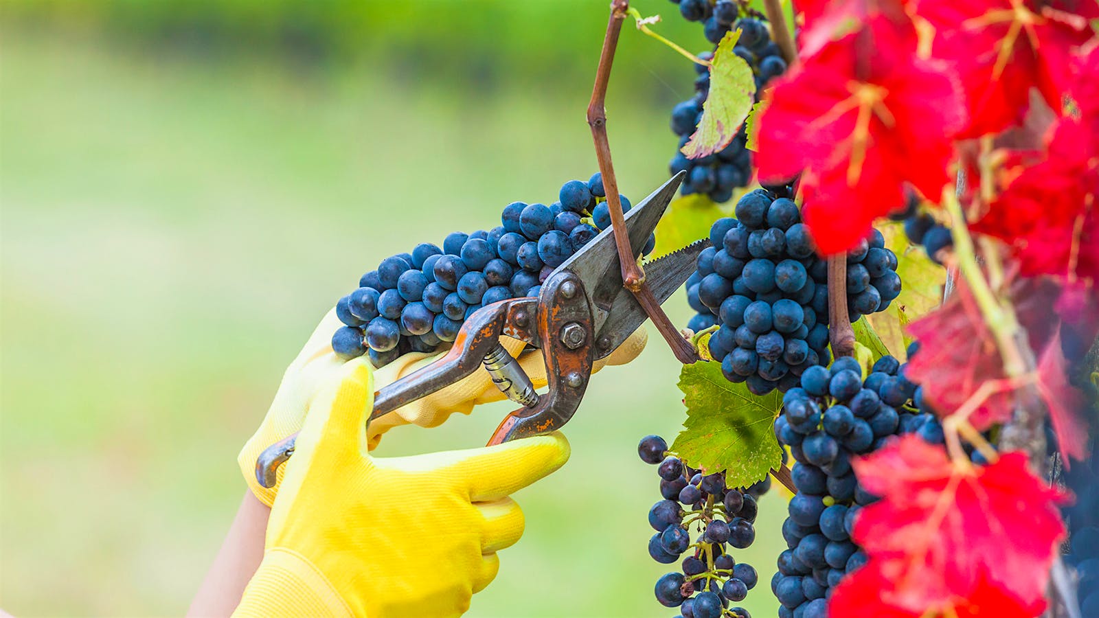 NASA and Harvard Experts Find Climate Change Has Fundamentally Altered French Wine Harvests