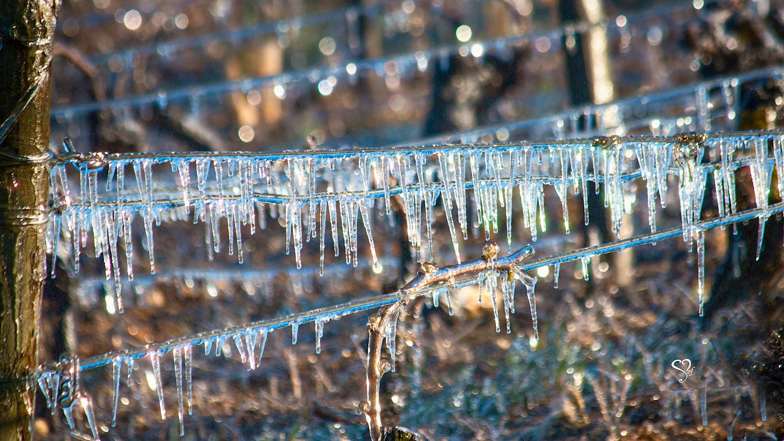 Frost Strikes France's Burgundy and Loire Wine Regions