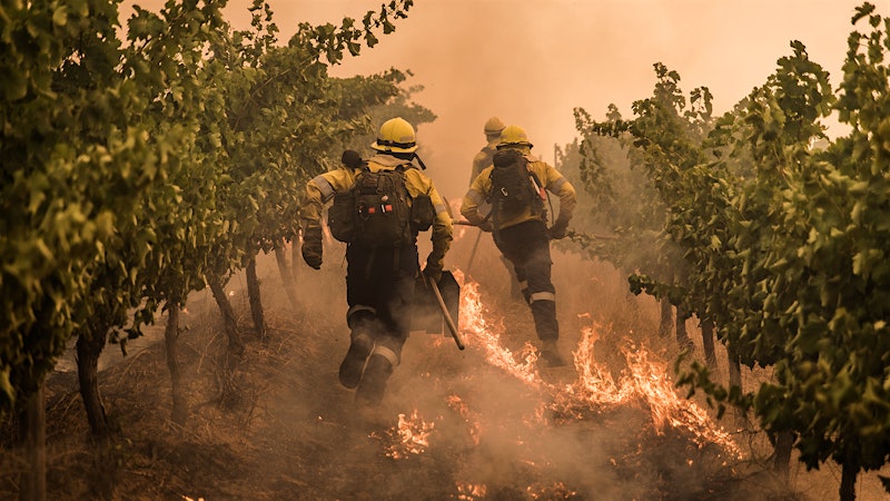 Winemakers in South Africa's Stellenbosch Assess Wildfire Damage