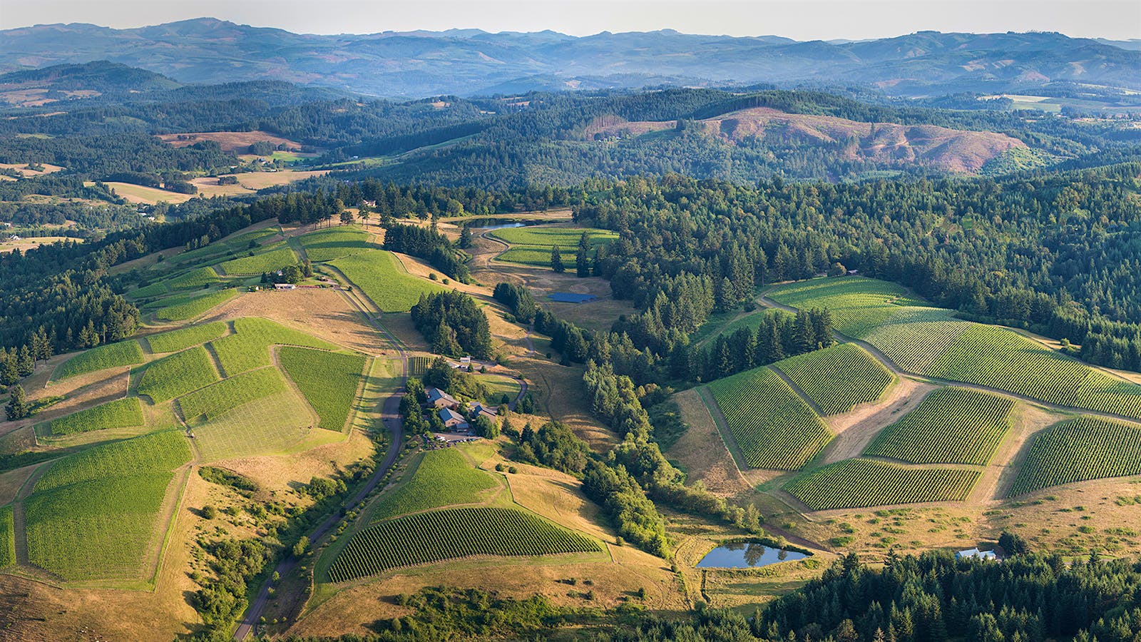 Jackson Family Continues Oregon Pinot Noir Expansion, Buying WillaKenzie Estate