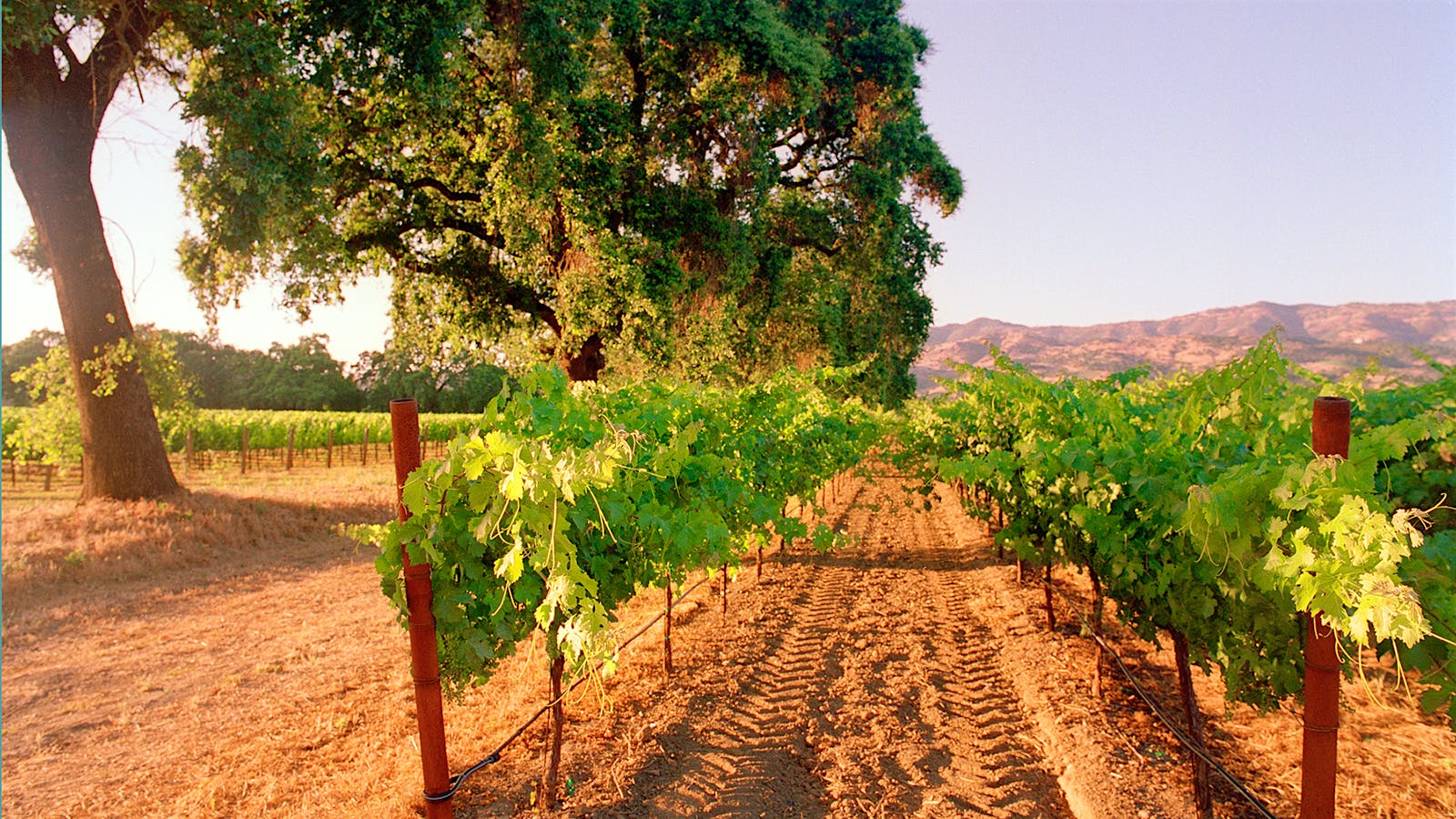 In Napa Valley, Vineyards and Conservationists Battle for the Hills - Yale  E360