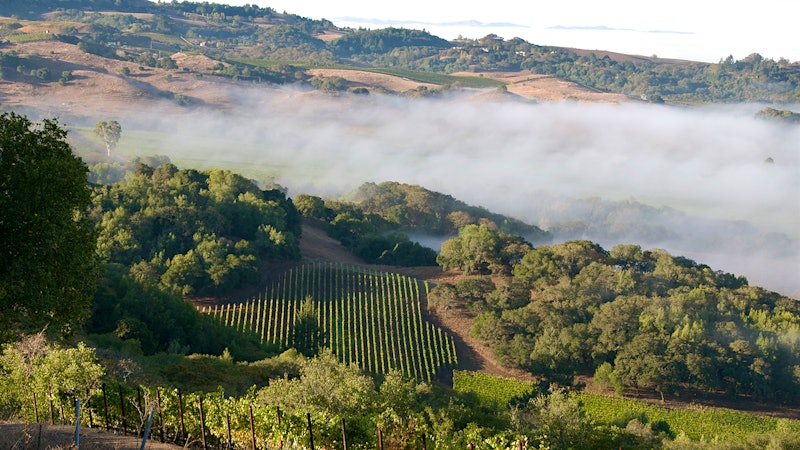 Tasting Highlights: 9 Distinct California Rhône Whites