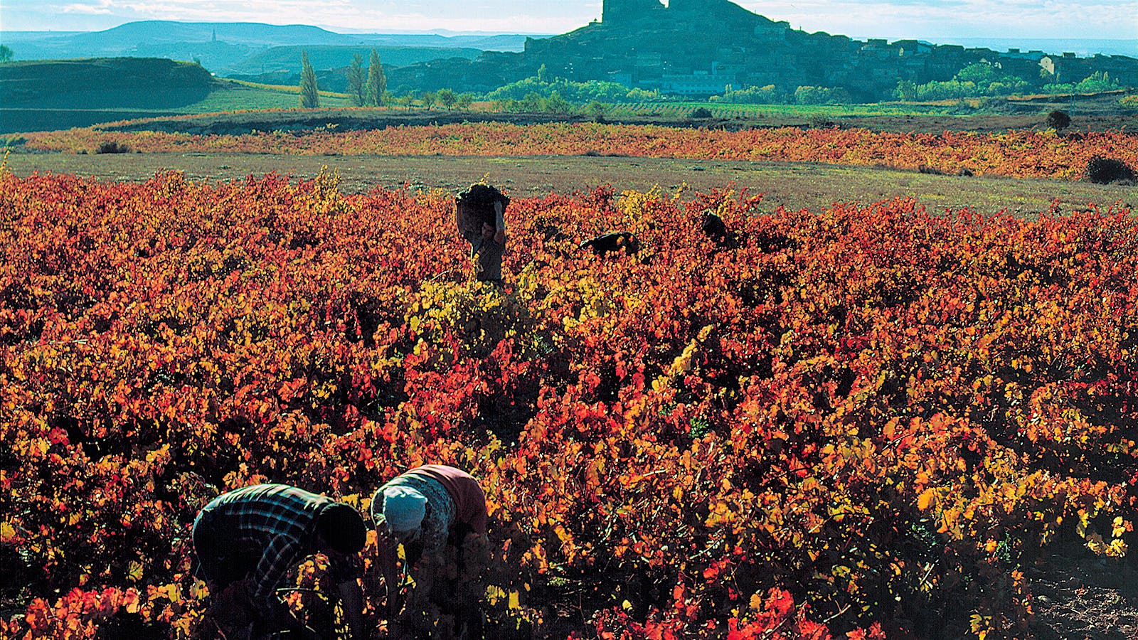 Retrospective: 7 Riojas from Marqués de Cáceres