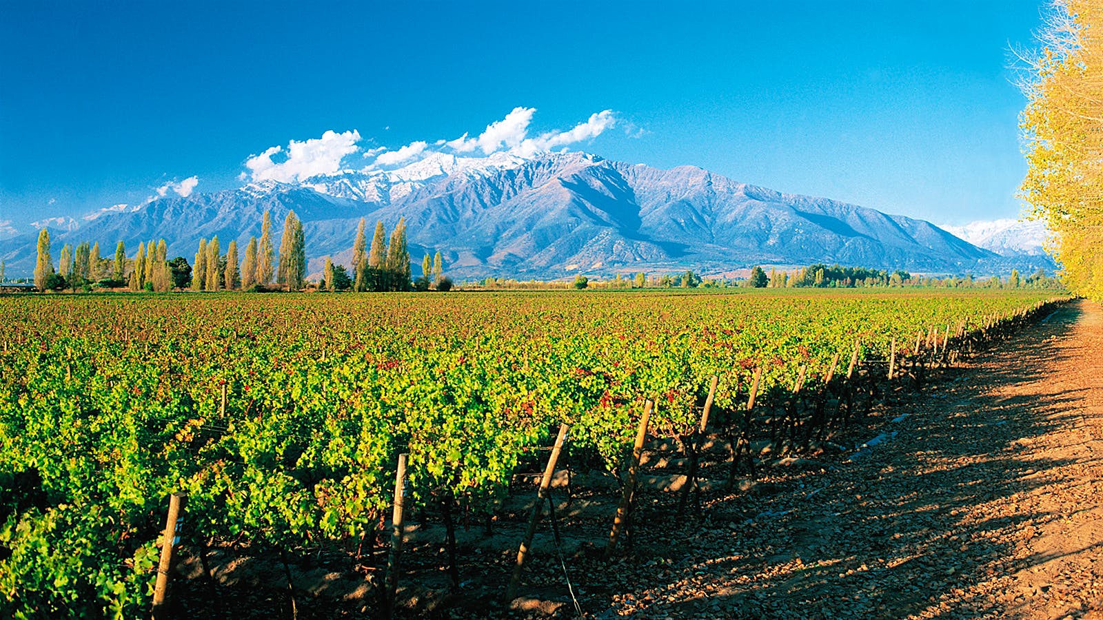 12 Red and White Value Wines from Chile