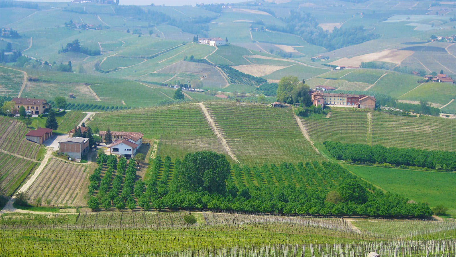 Boroli Focuses on Barolo