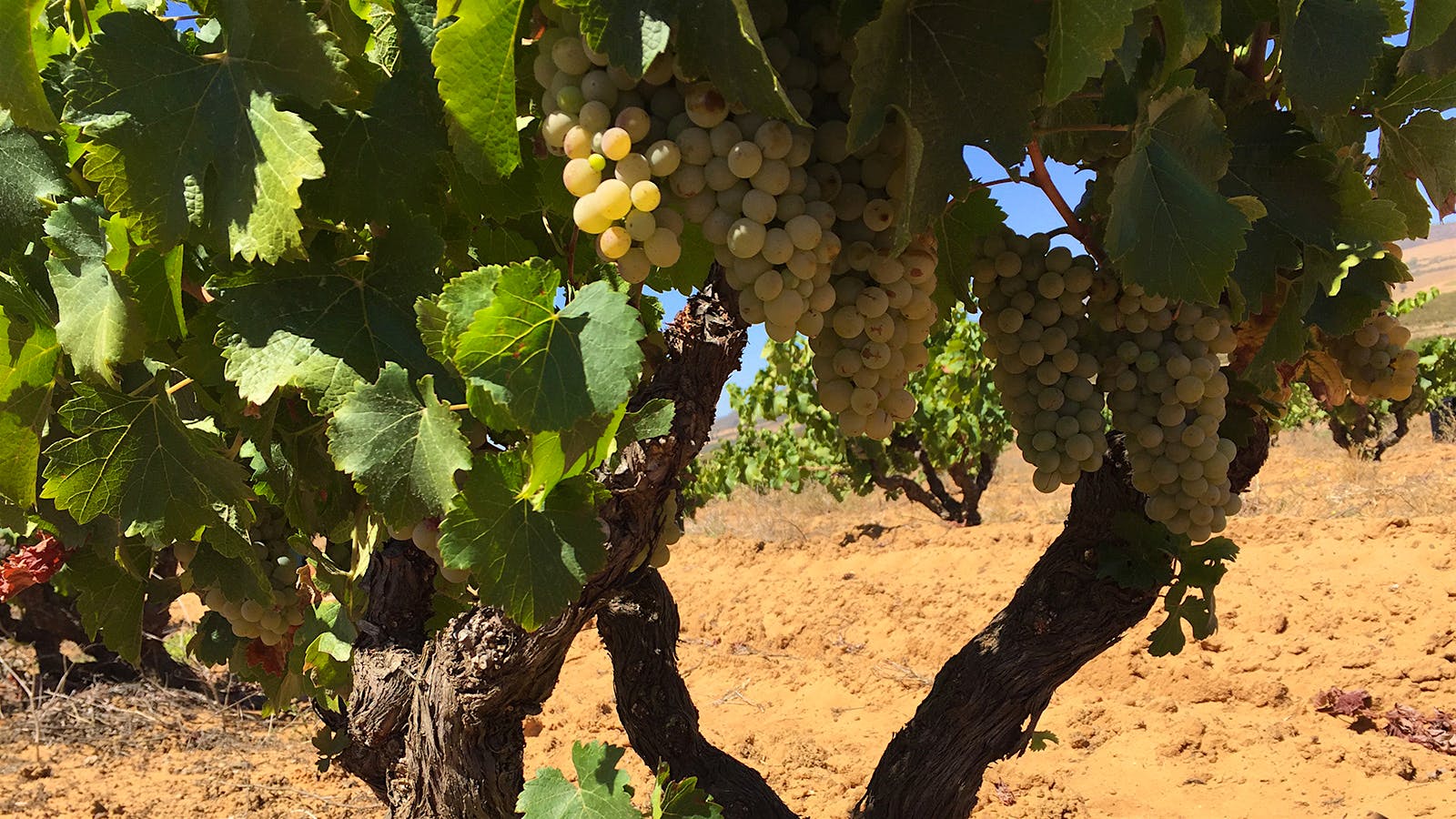 2017 Harvest Report: Despite Drought, Potential Is High for South African Wines