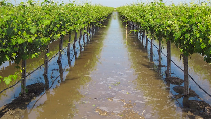 Can California Winegrowers Refill Underground Aquifers?