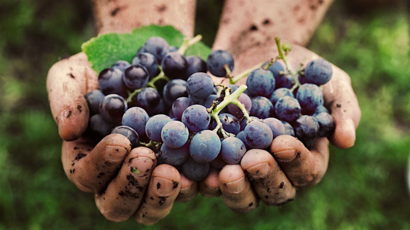 Grape Compounds May Help Fight Colon Cancer
