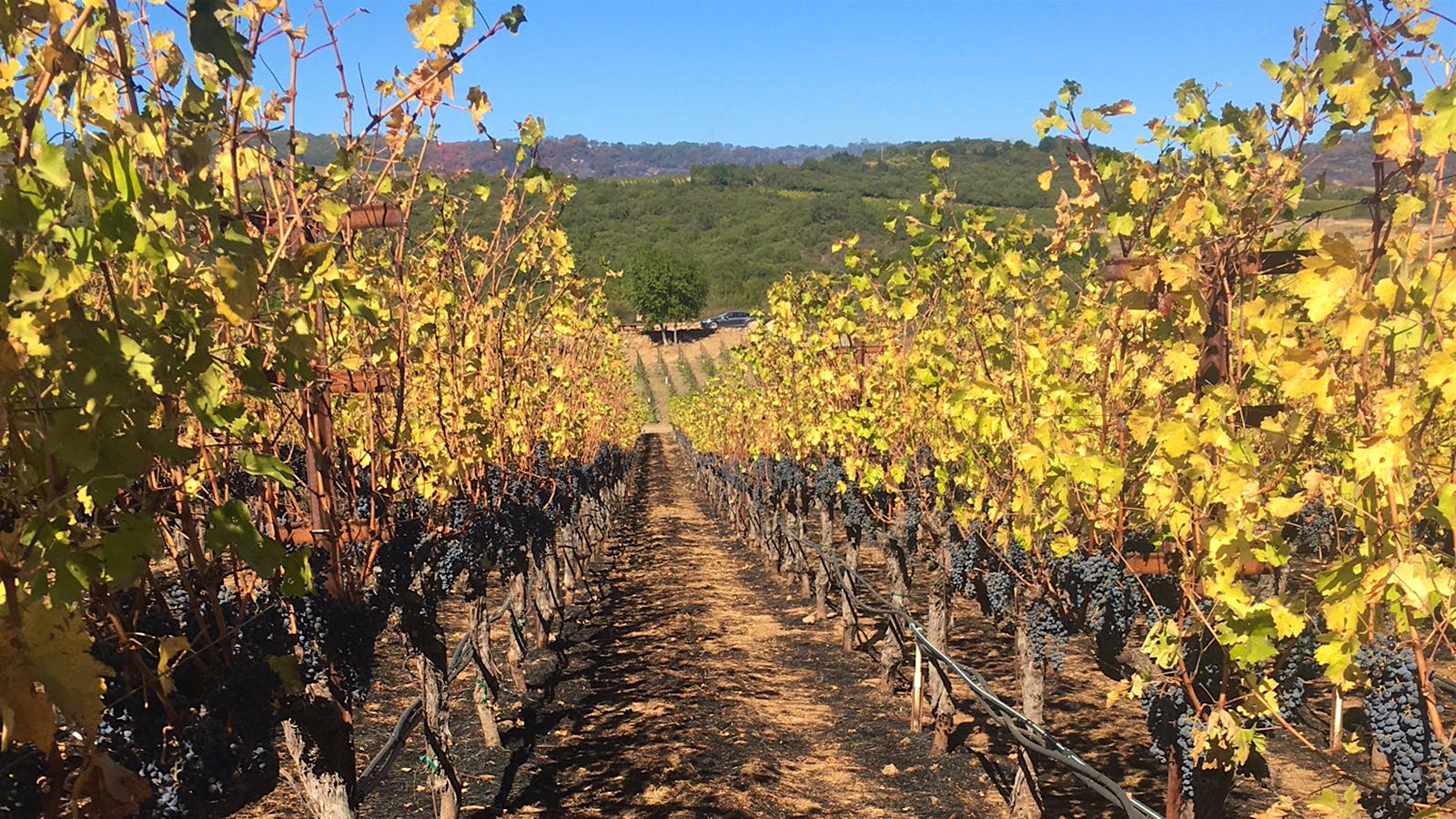 Oct. 20, 3:30 p.m. PST: Northern California Vintners Assess Wildfire Damage