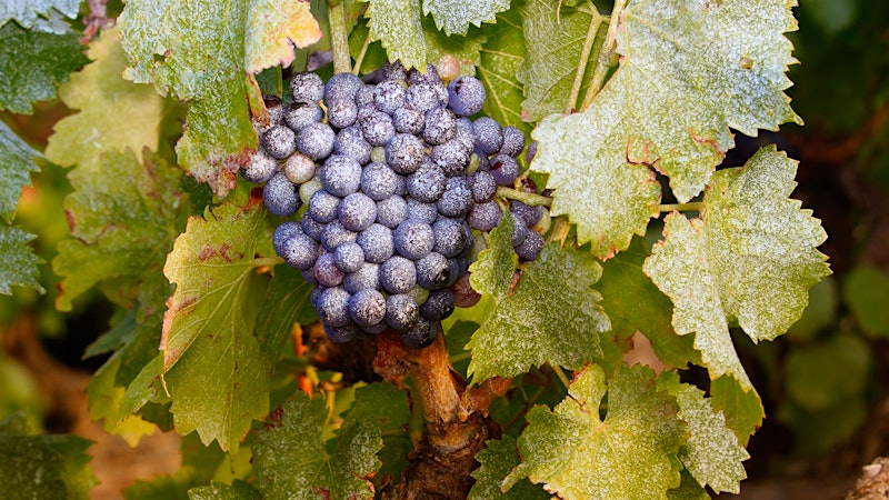 California Winemakers No Longer Fight Drought—Now It's Mildew