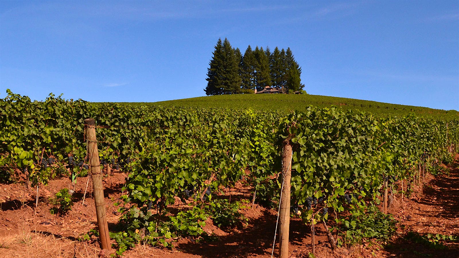 Exclusive: Silver Oak Owners Buy Oregon Vineyard from Dick Erath
