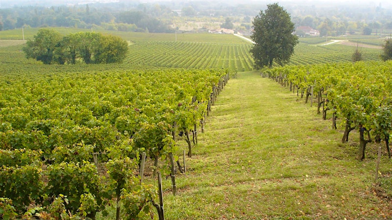 15 Bordeaux Treasures for Under $20