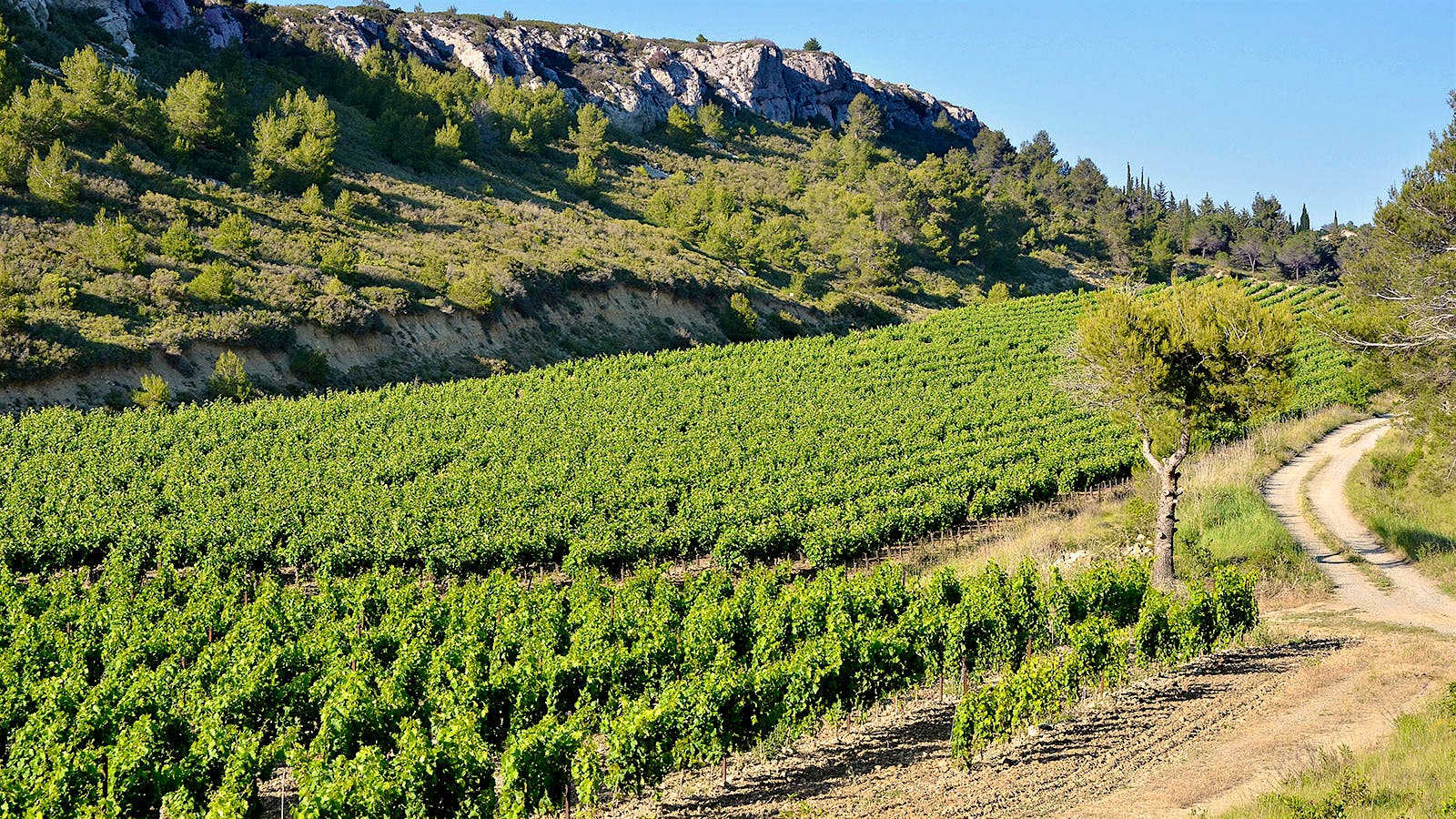 12 Discovery Reds from Languedoc-Roussillon
