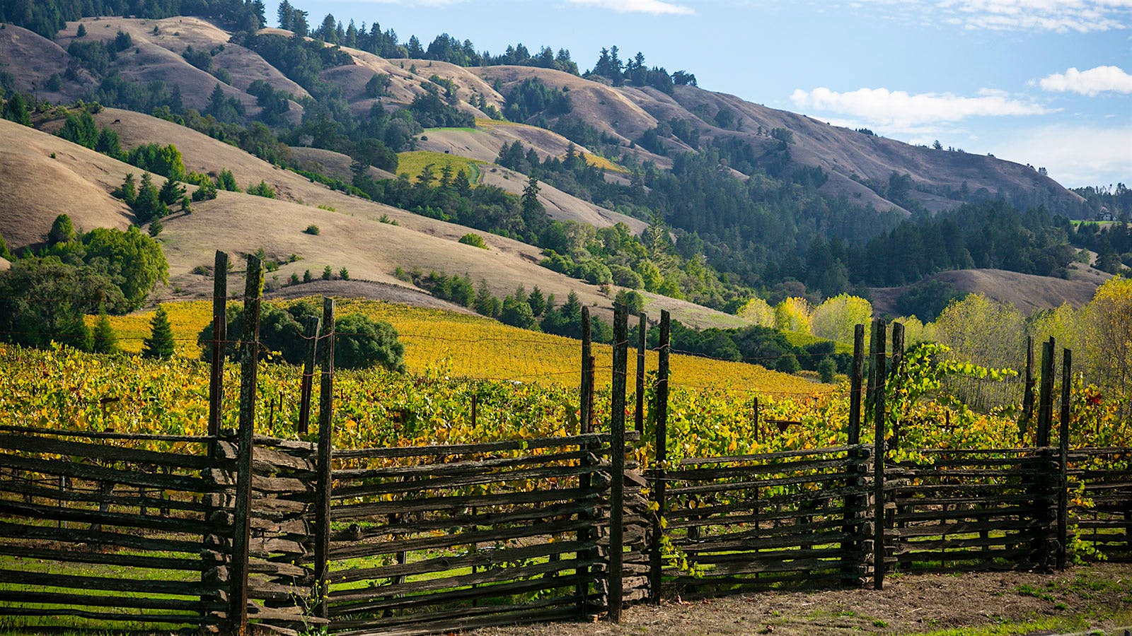 14 California White Wines Not to Overlook