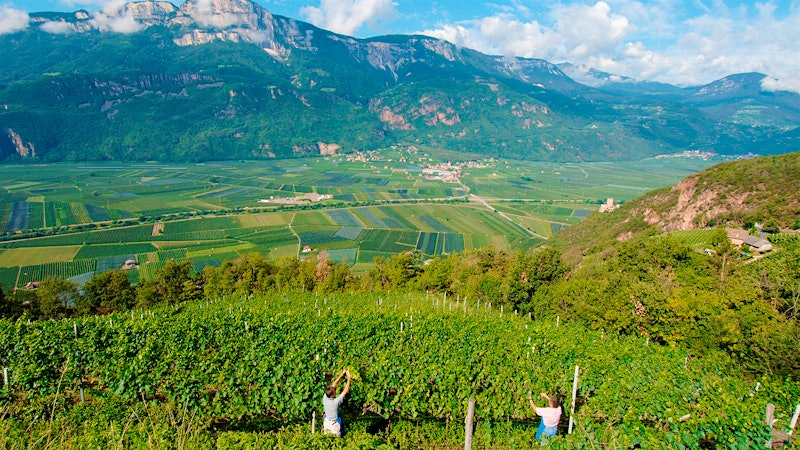 15 Bang-for-your-Buck Whites from Northern Italy