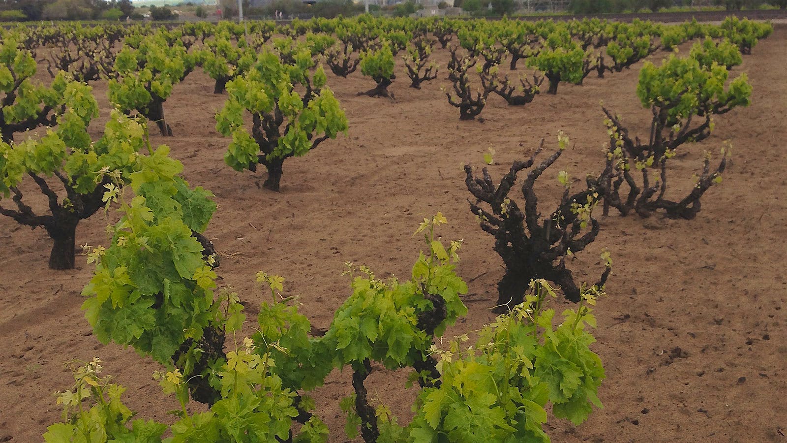 Own Rooted vs. Grafted Vines: Which Make Better Wines?