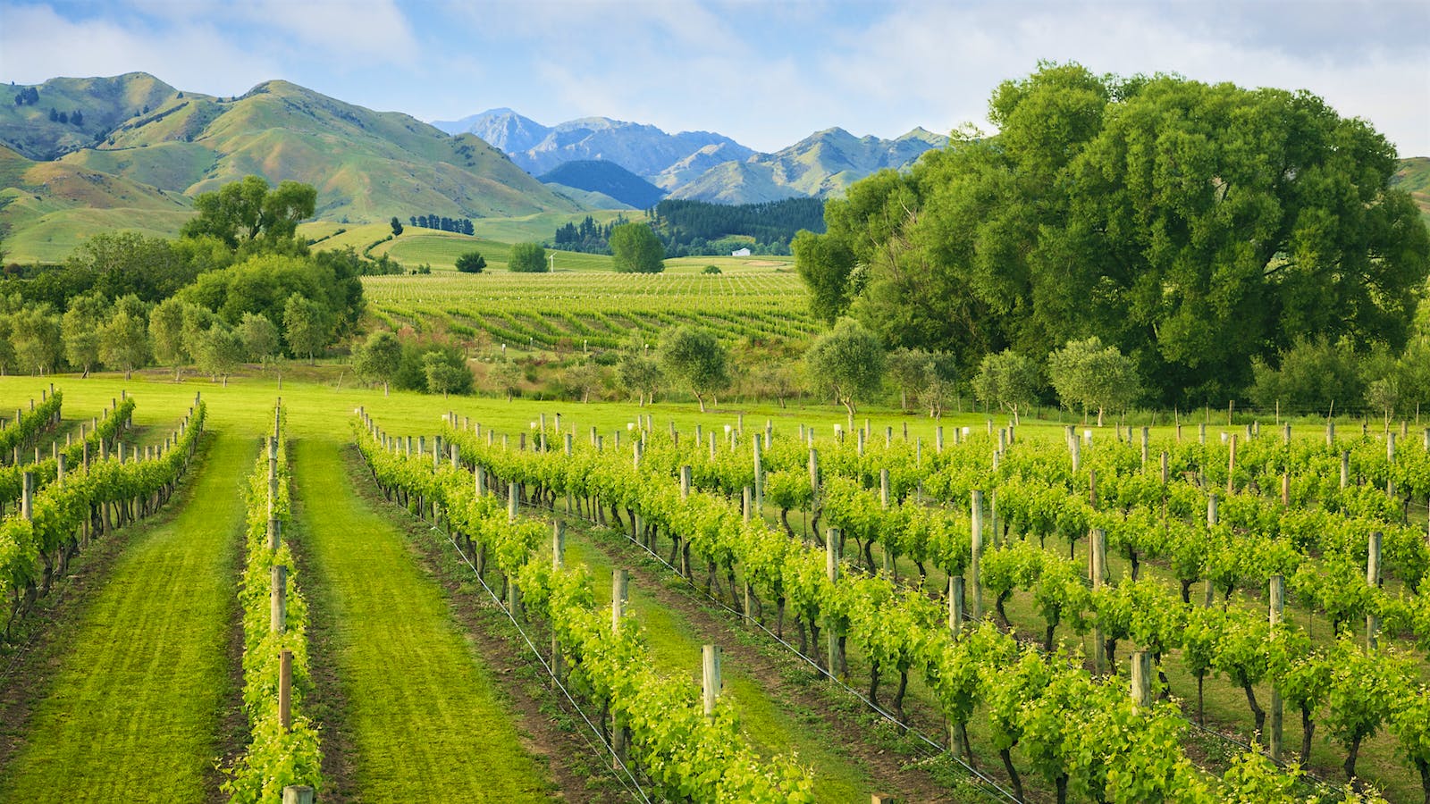 Marlborough Wineries Aim To Protect Reputation