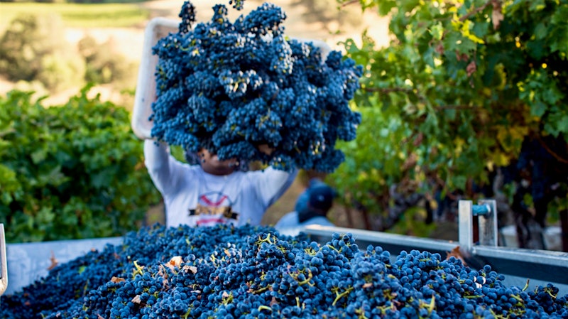 2018 Wine Harvest Report: Sonoma Sings of an Ideal Year