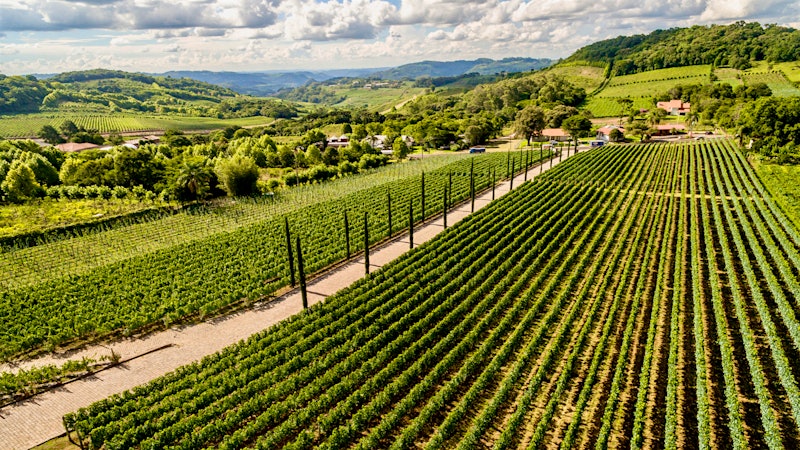 Can Brazil's Wine Industry Capture an American Audience?