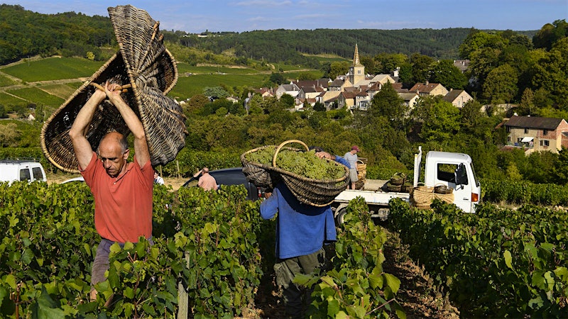 2018 Wine Harvest Report: Burgundy Starts Fast and Finishes Slow