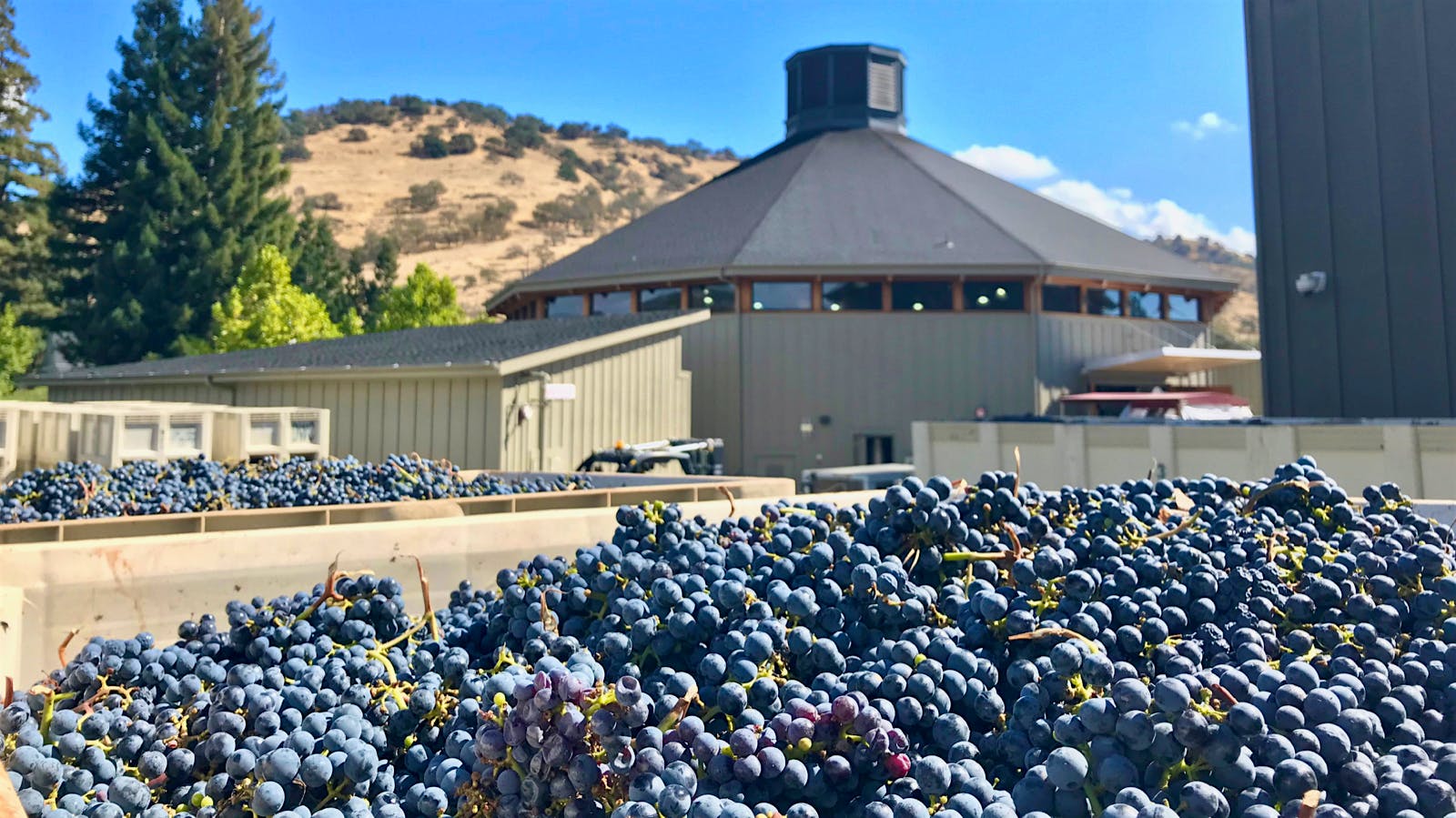 2018 Wine Harvest Report: Napa Valley Wins with a Slow and Steady Year