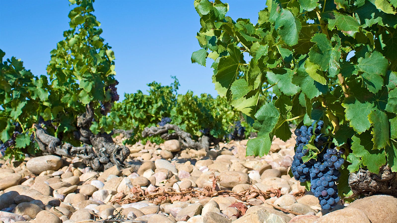 Massive Rhône Valley Wine Fraud Reported by French Authorities 