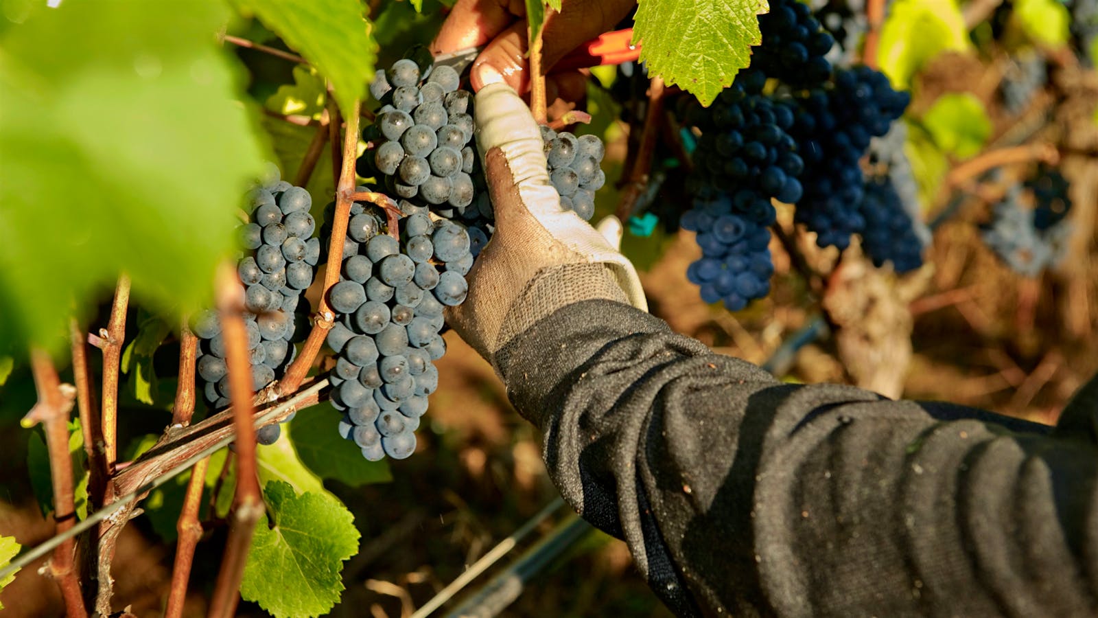 West Coast Wineries Are Refusing Grape Orders and Farmers Are Unhappy