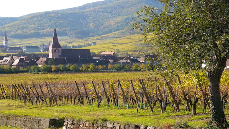 6 Alsace Essentials for French Wine Lovers