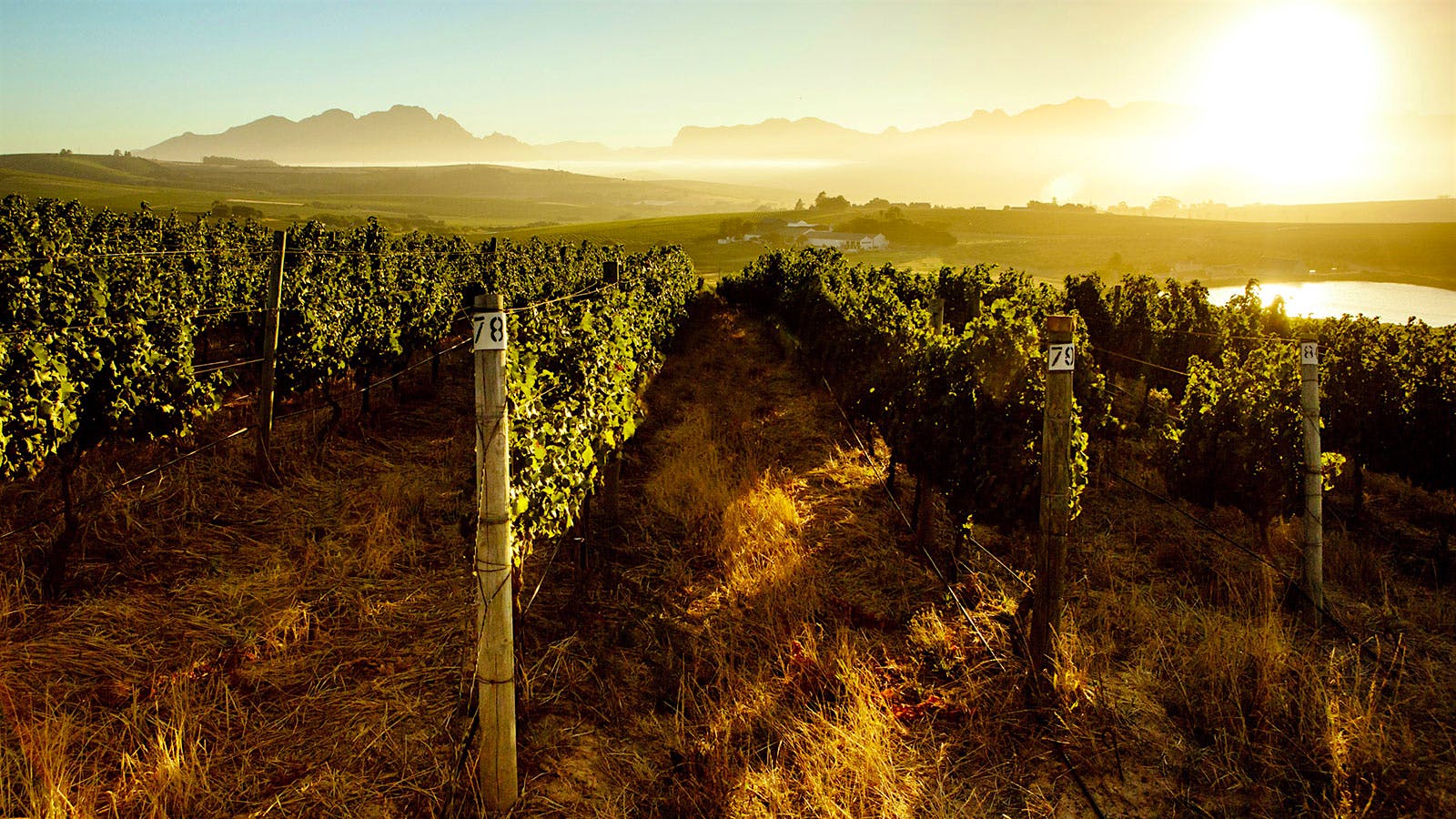 California Winery-Investment Firm Buys South Africa's Mulderbosch