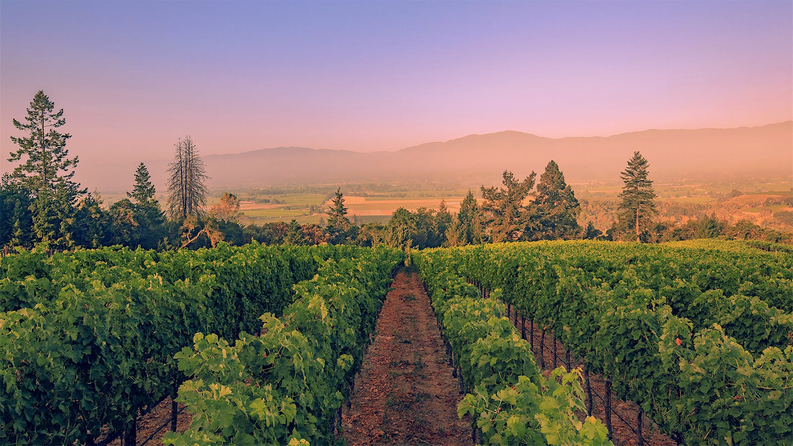 8 Intriguing California Red Wine Blends