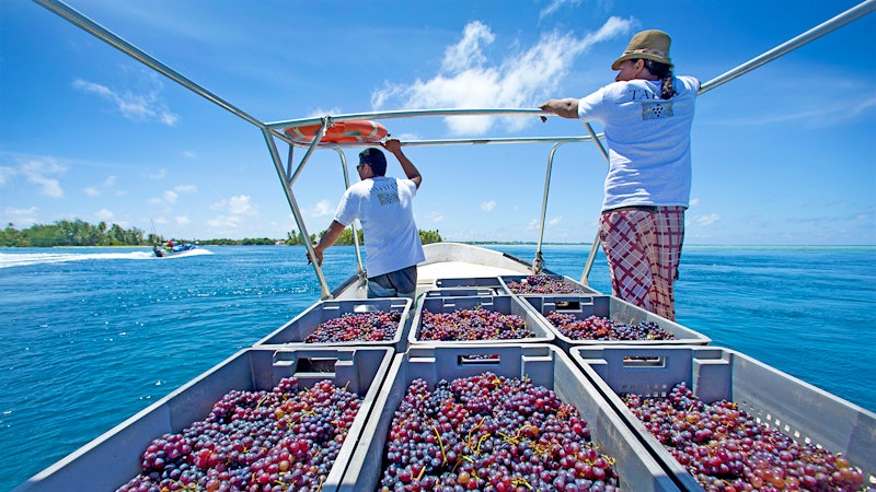 It's Harvesttime for Wine in … Tahiti?!