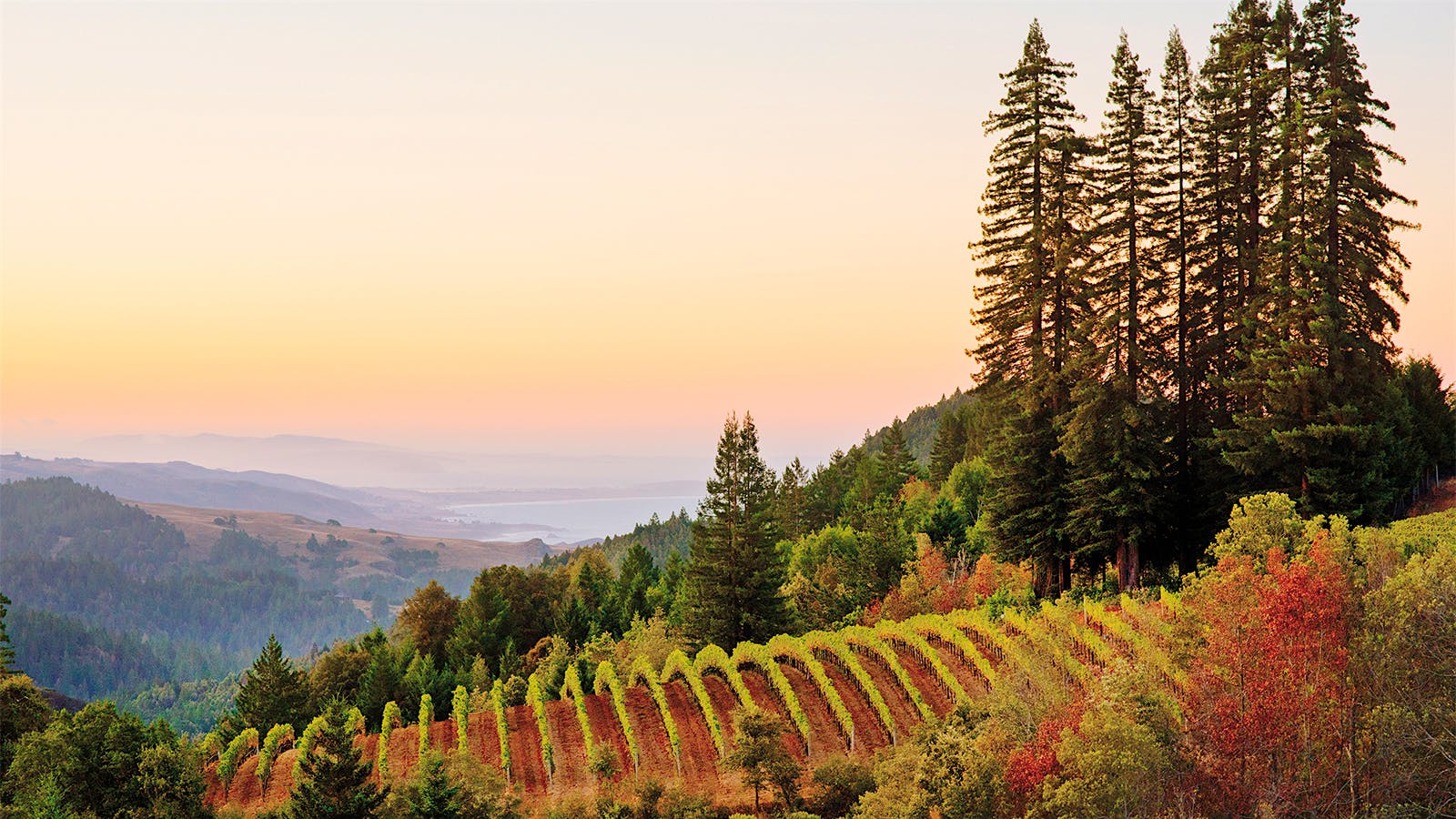 Wine Tip Get to Know the True Sonoma Coast