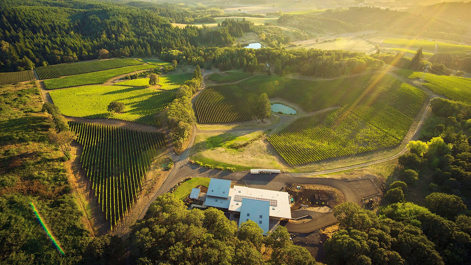Wine Tip: Everything You Need to Know About Oregon