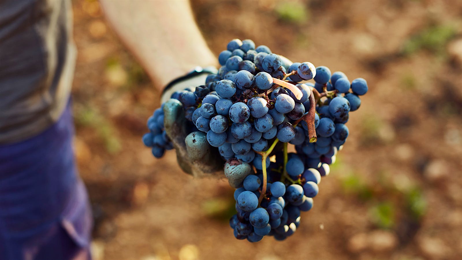 Resveratrol May Play Key Role in Lowering High Blood Pressure