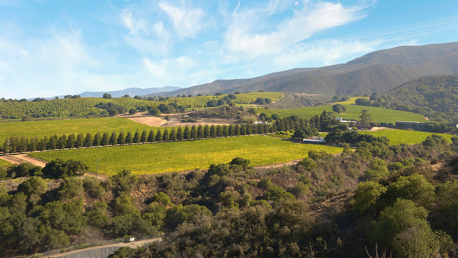 A vineyard view of Hahn Vineyards