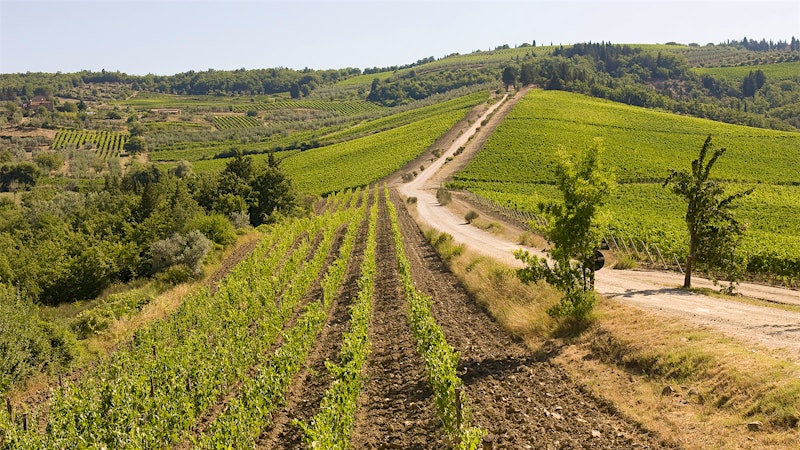 8 Food-Friendly Tuscan Reds for $20 or Less