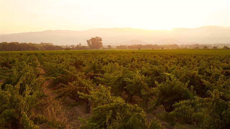 Judge Dismisses Lawsuit over Napa’s To Kalon Vineyard