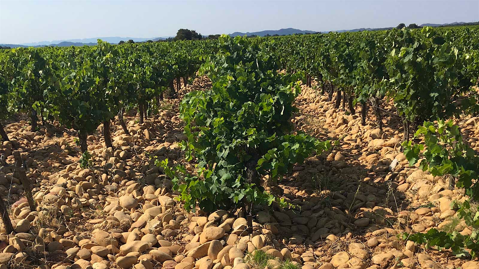 Large, rounded stones cover the rows between vines in a vineyard on the Vallongue plateau.
