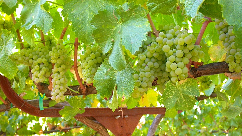 Why You Should Be Drinking California Sauvignon Blanc