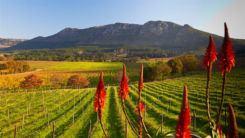 7 South African Wines to Grab Now at Under $20