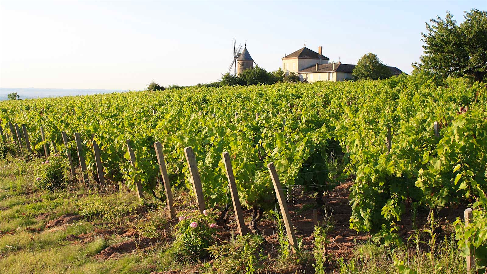 9 Beaujolais Reds to Drink After Labor Day