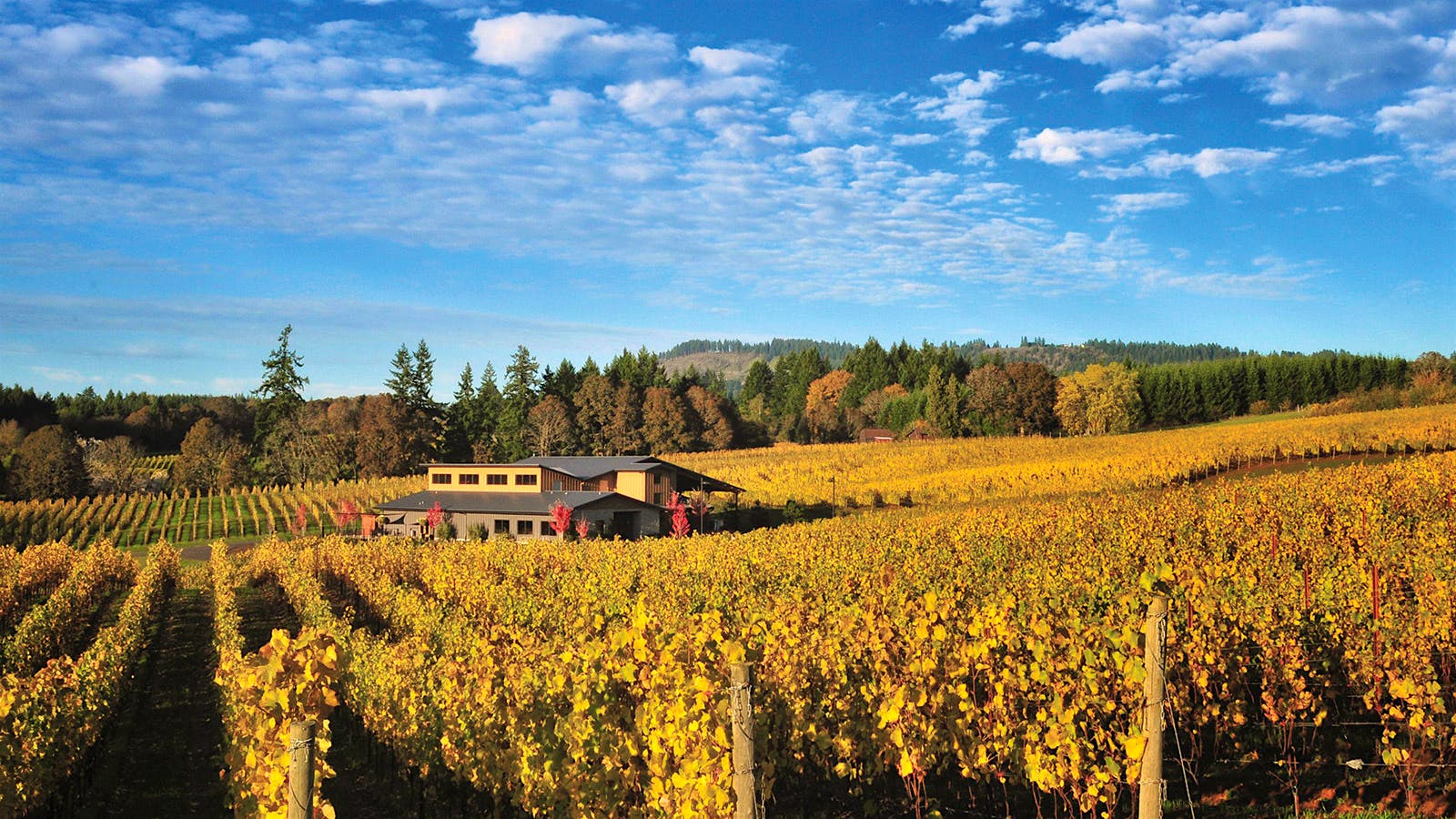 9 Top-Rated Oregon Pinot Noirs for Fall