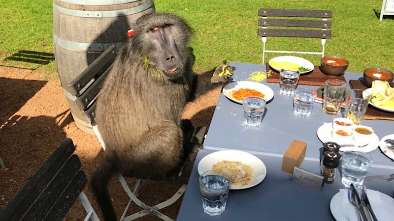 Discerning Baboon Stops to Dine at Cape Winery: 'This One Clearly Loved Italian Cuisine'