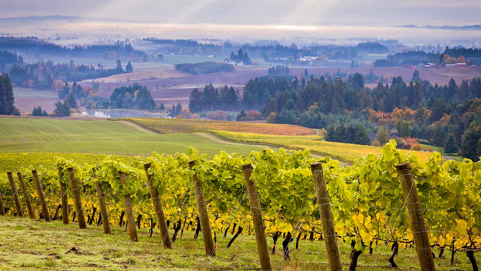 8 Oregon Chardonnay Wines at 90+ Points