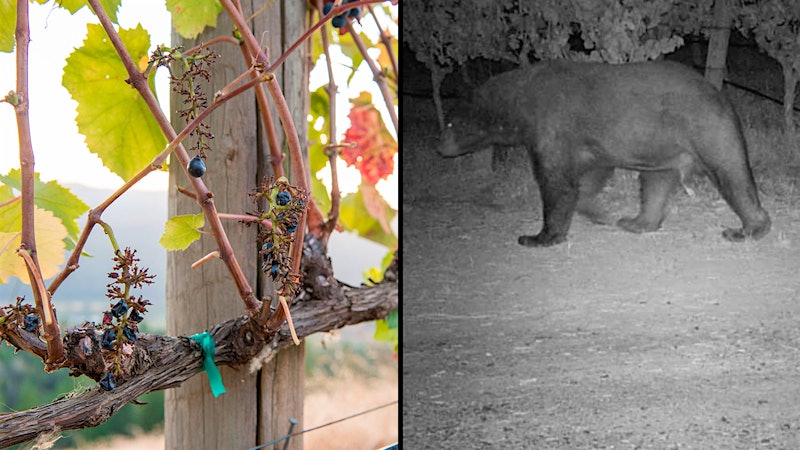 Vineyard-Crashing Bear Finds Bearings, Pinot Pairings