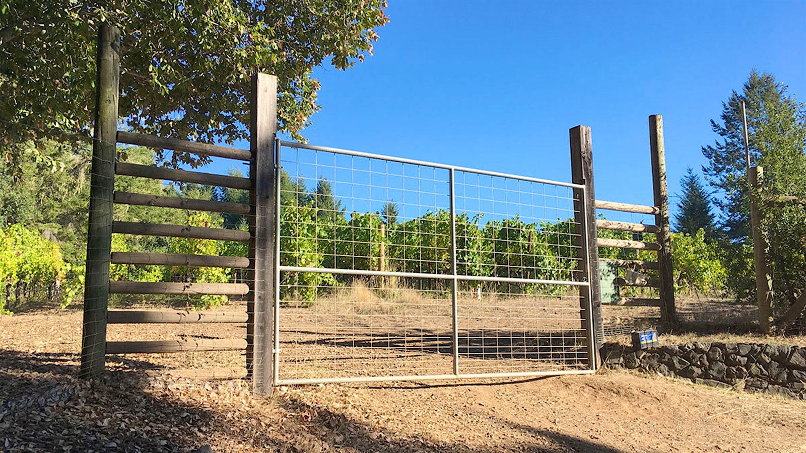 Vineyard bear